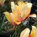 Flower120.jpg
