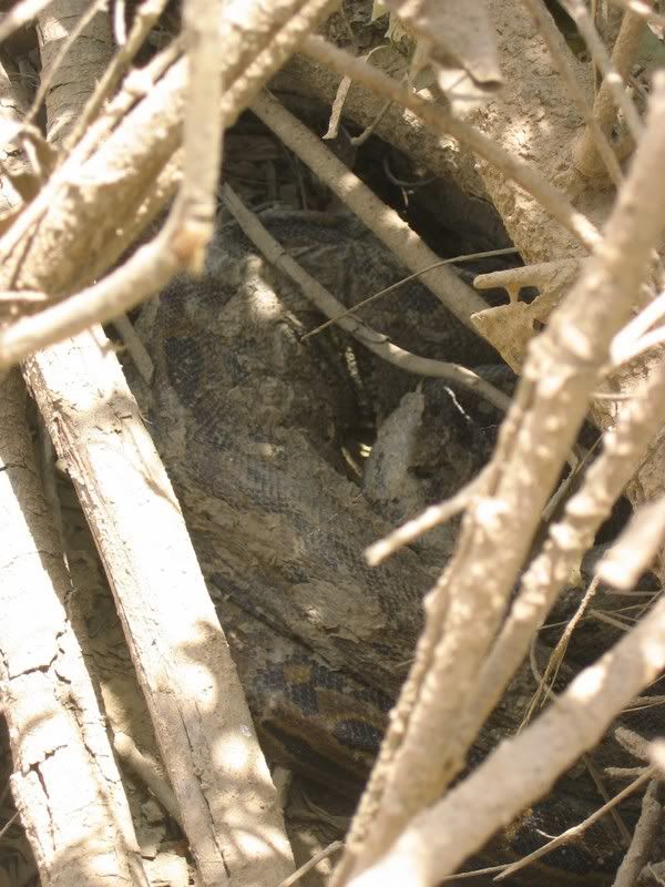 Pythion, curled up in the shade