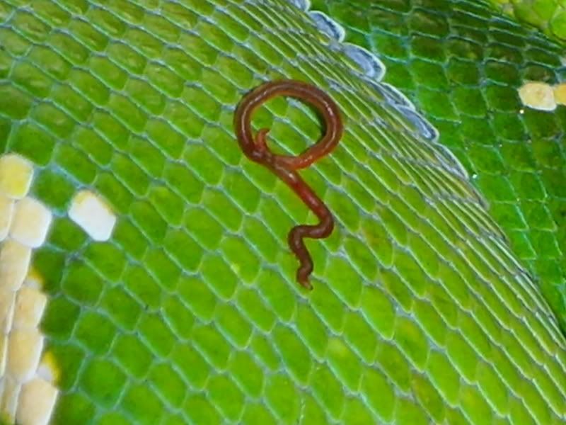 Reptilezone in Filton, Bristol Reptile Forums