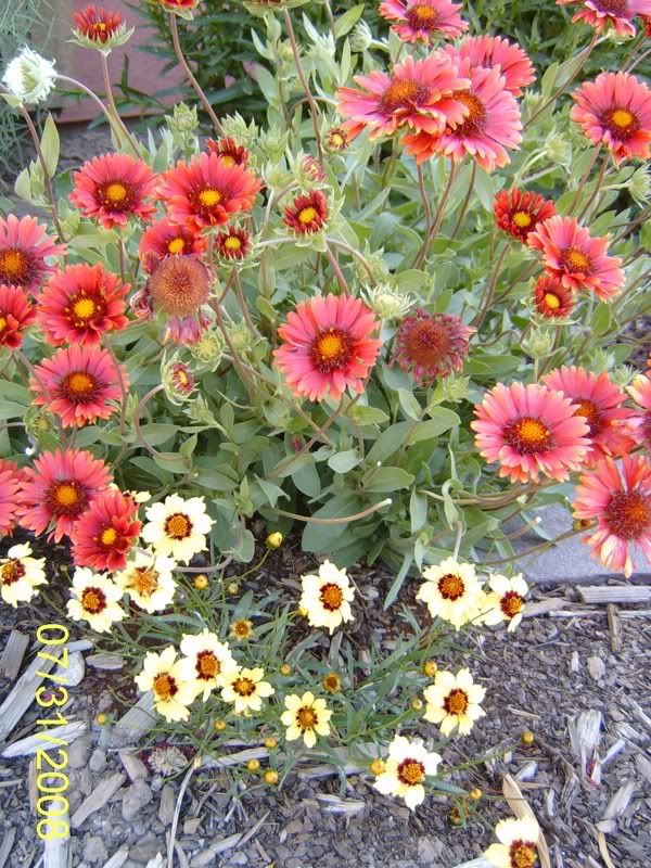 Gaillardia Burgundy