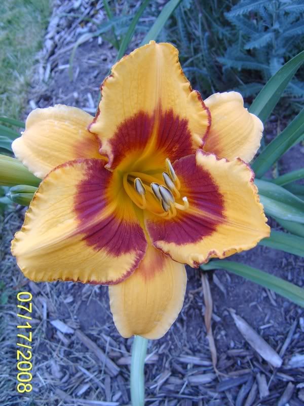 Hemerocallis 'Fooled Me'. I am not a daylily enthusiast, but I do like the 