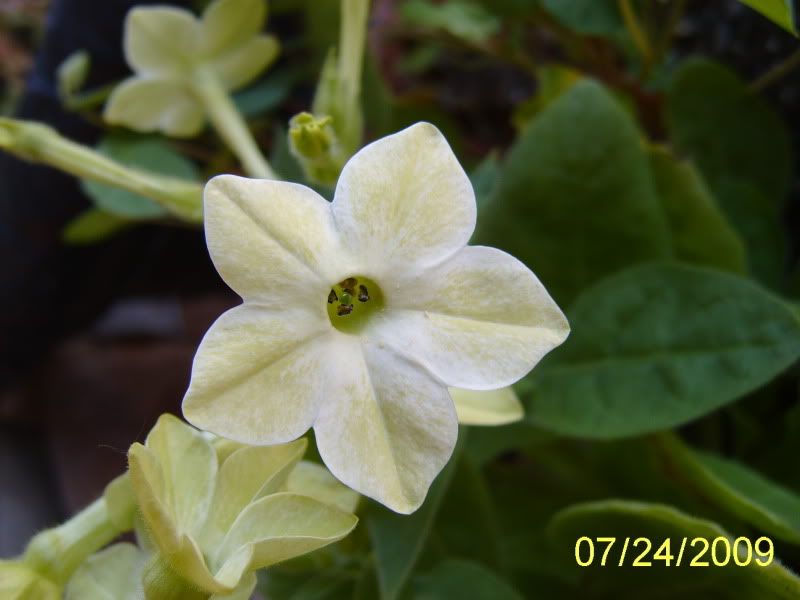 Nicotiana 'Domino Lime Green' 7-24-09