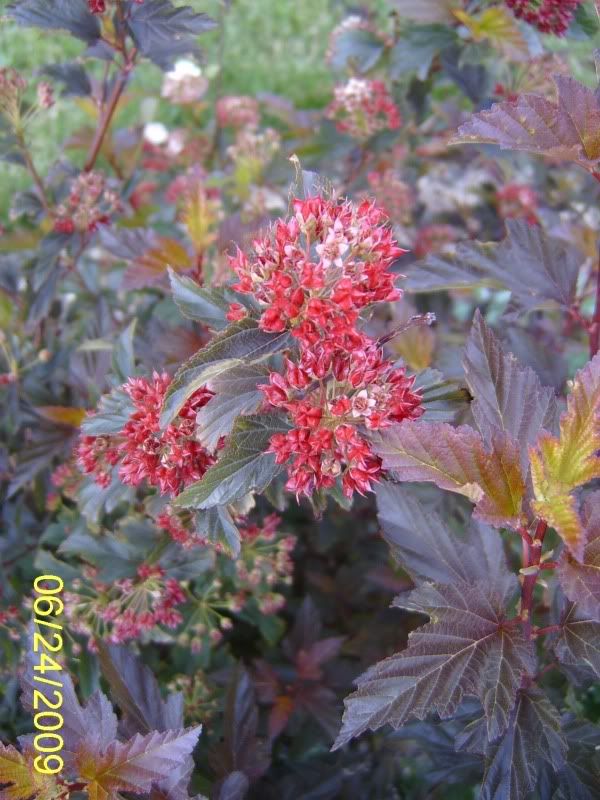 Physocarpus opulifolius 'Coppertina' 6-23-09