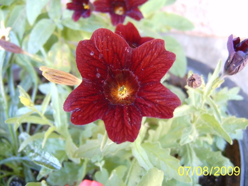 Salpiglossis 'Royale Chocolate'