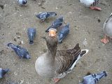 goose