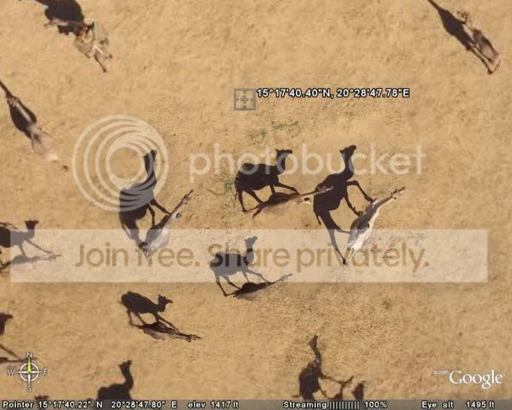 Camels--Chad.jpg