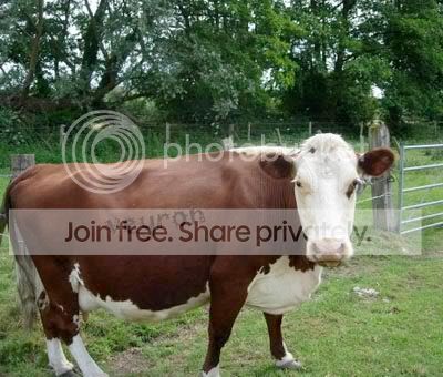 cow.jpg