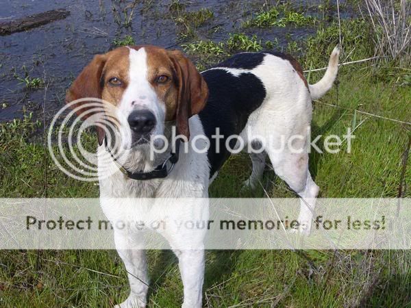 UKC Forums - Red Headed Walker dogs