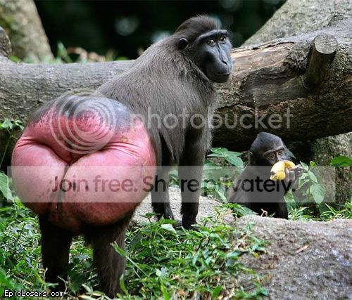 6d597802 Baboons